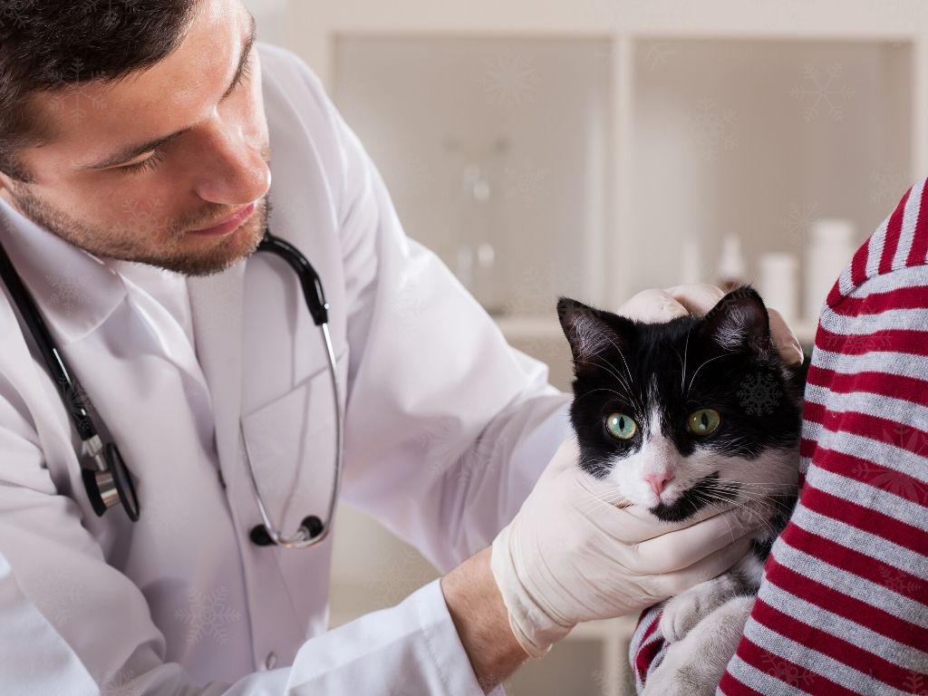 Kot podczas wizyty u doktora