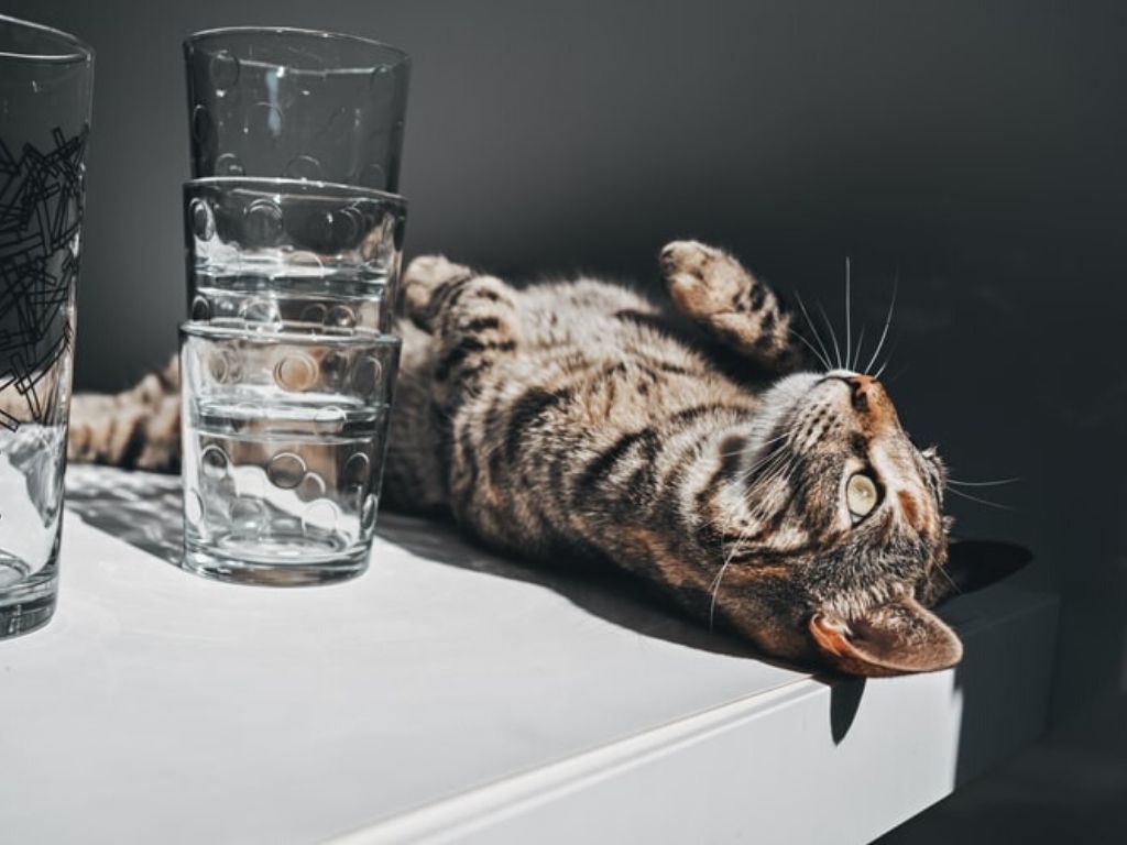 Czy koty piją wodę?