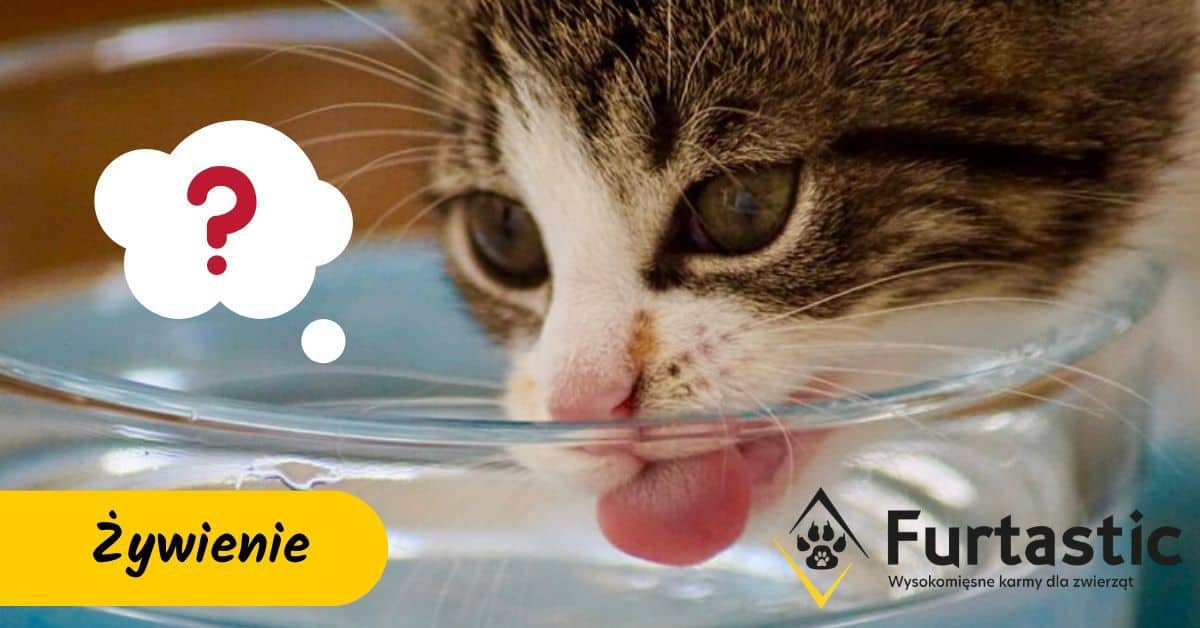 czy koty piją wode?
