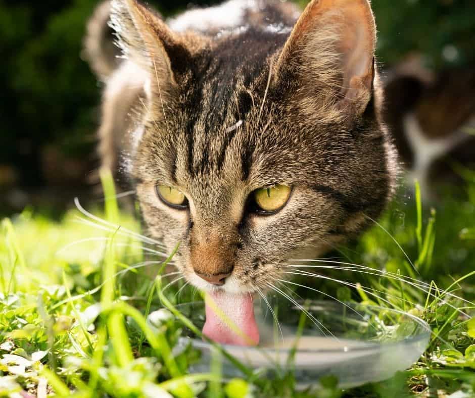Mleko dla kota wiejskiego