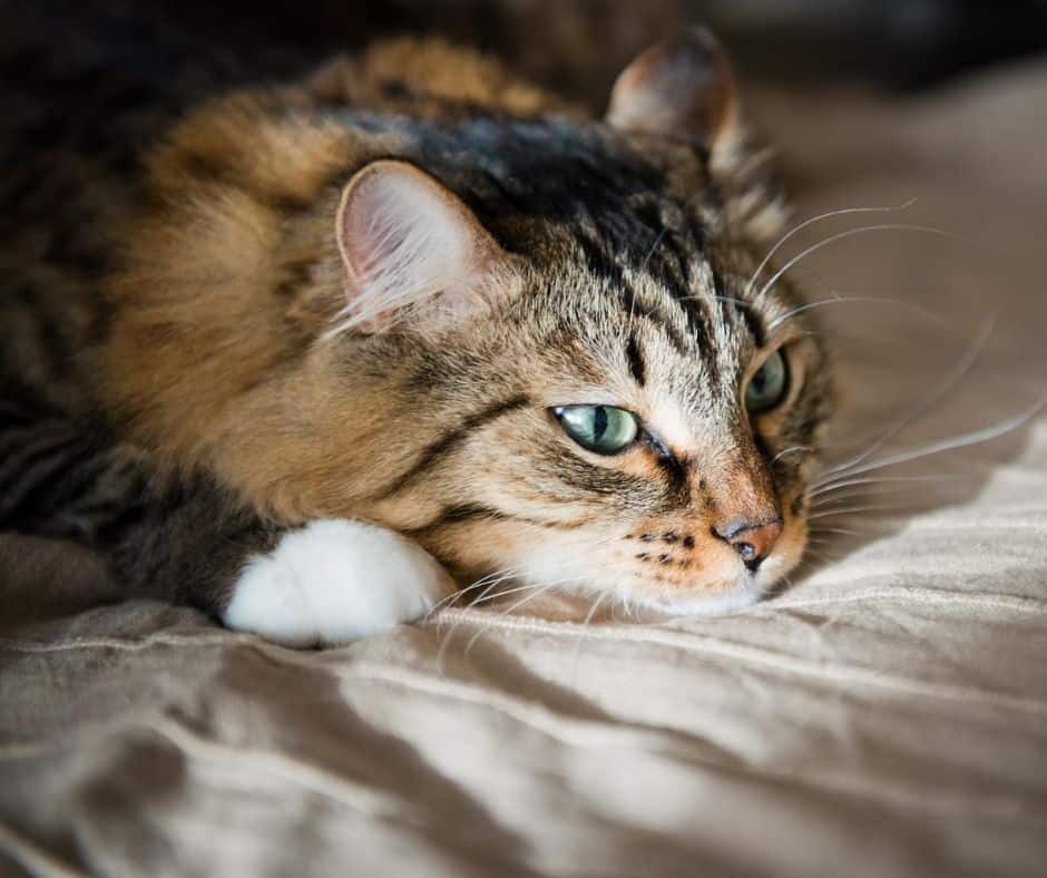 Dlaczego whiskas jest zły skoro jest popularny?