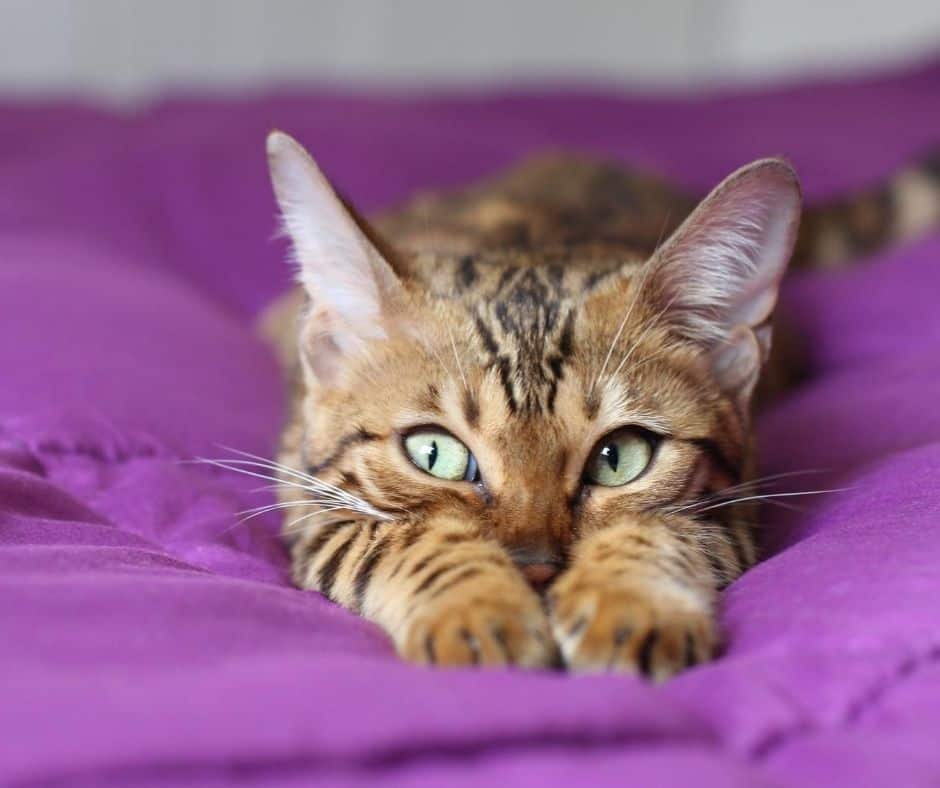 Dlaczego whiskas jest zły i nieodpowiedni dla kotów?