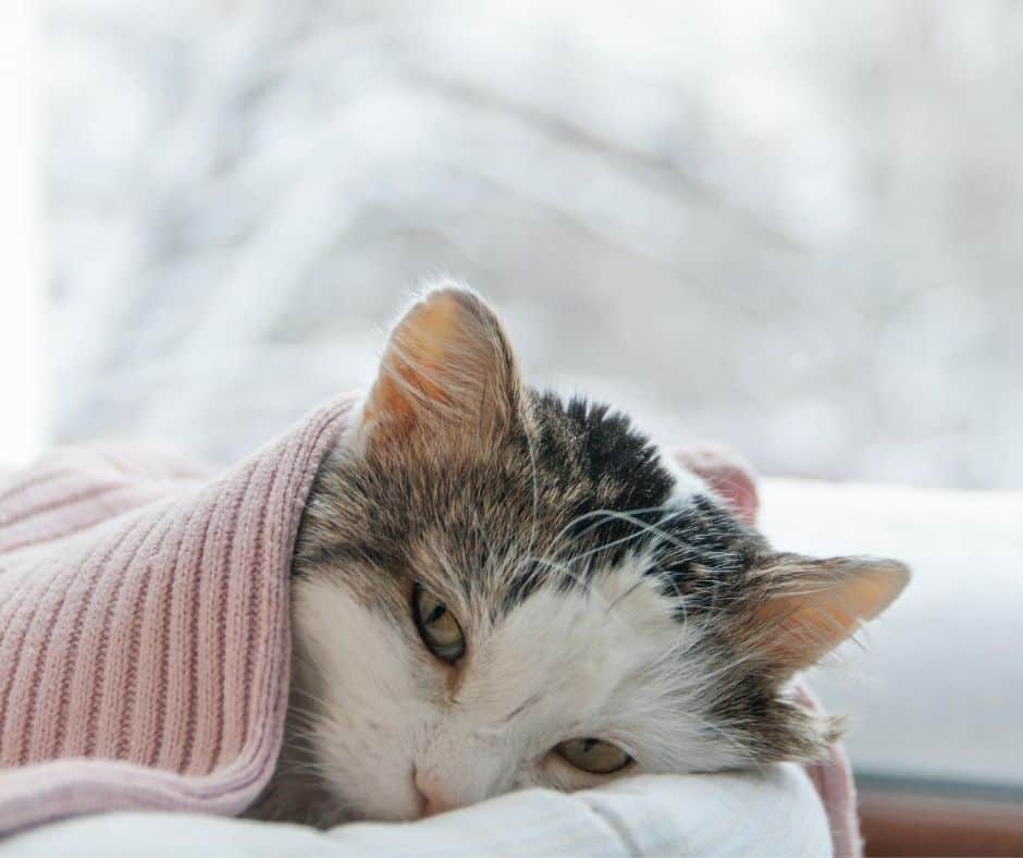 Mój kot jest chory dlaczego whiskas jest zły