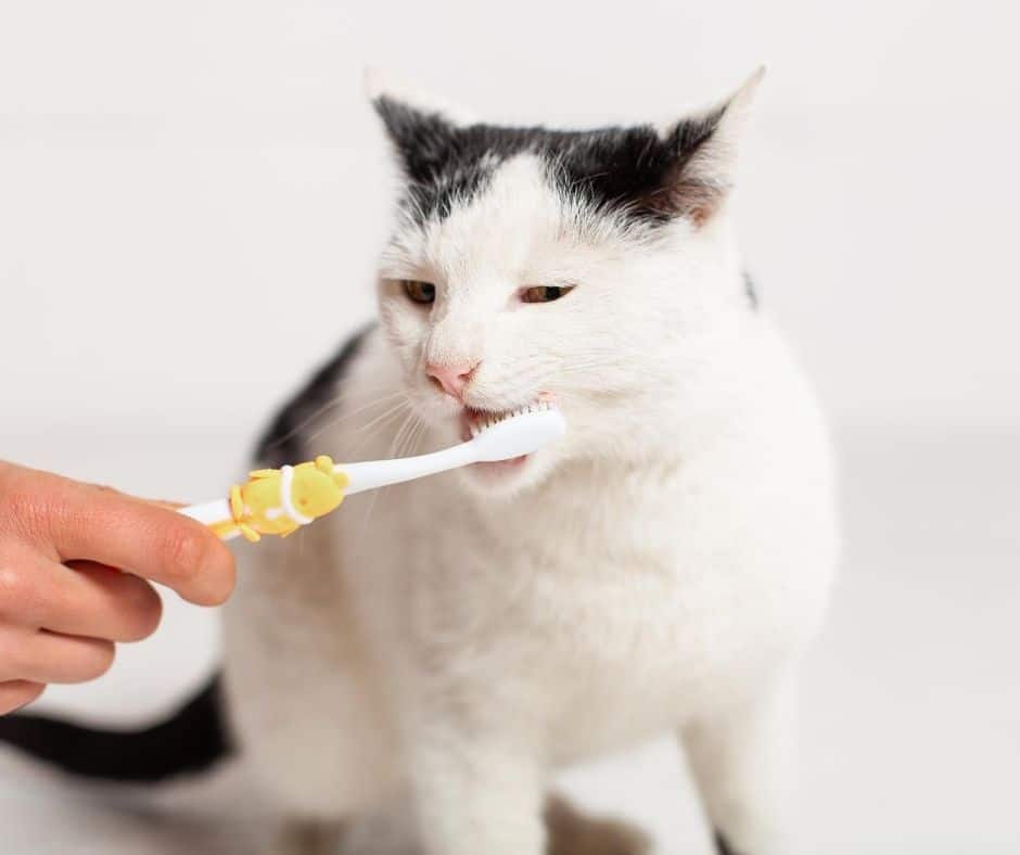 Czym czyścić zęby kota?