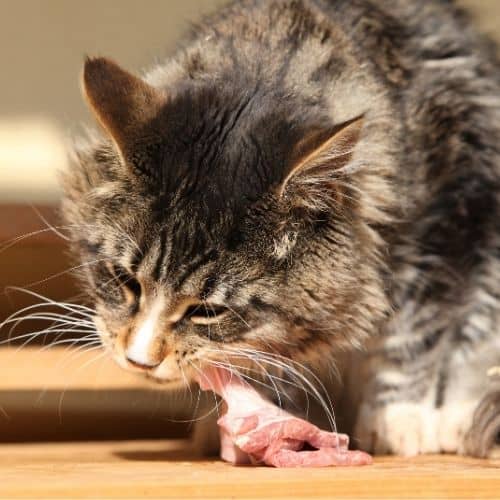 Czy kot może jesć surowe mięso?