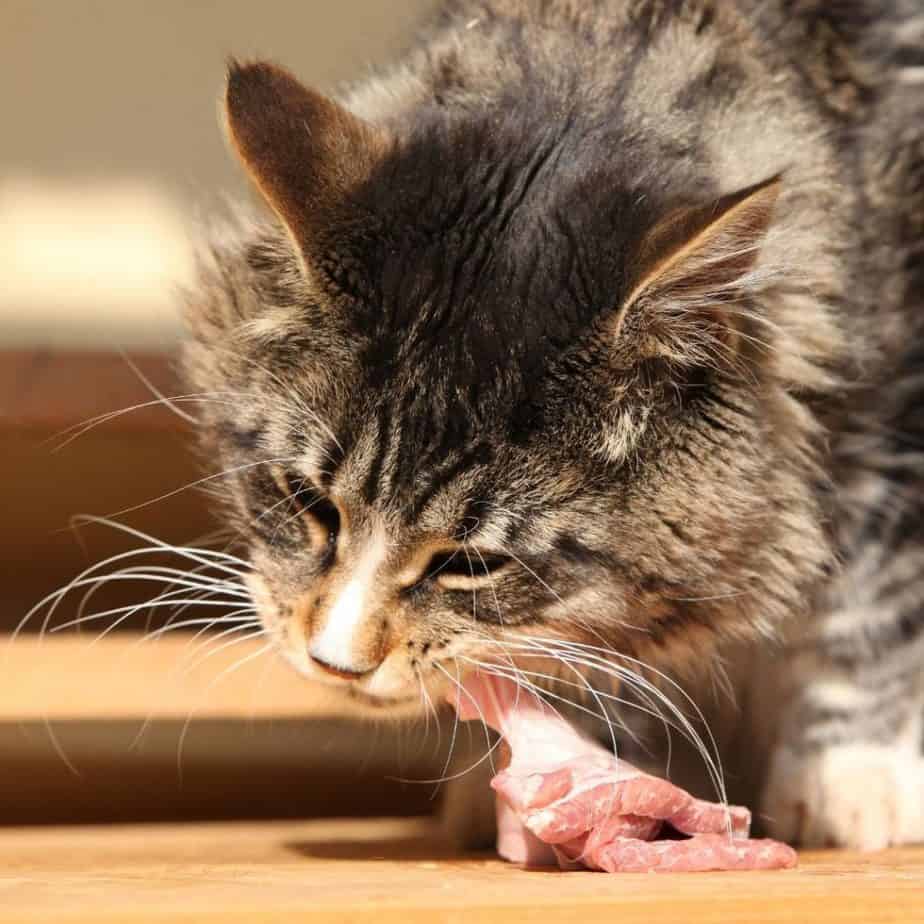 Dlaczego karma bezzbożowa dla kota?