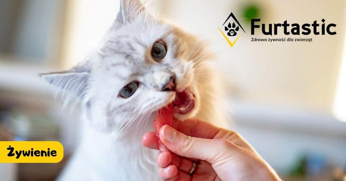 Specjalistyczne karmy dla kotów: Przewodnik po wyborze najlepszej karmy dla kotów z problemami zdrowotnymi