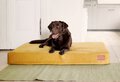 Hectolove - Nuvola Expressive Posłanie dla Psa