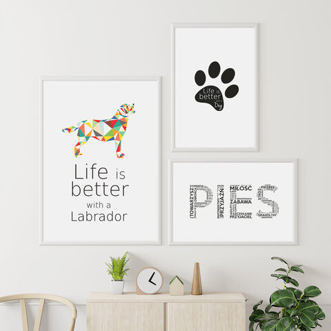 Zestaw plakatów - Labrador