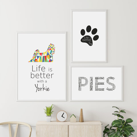 Zestaw plakatów - Yorkshire Terrier